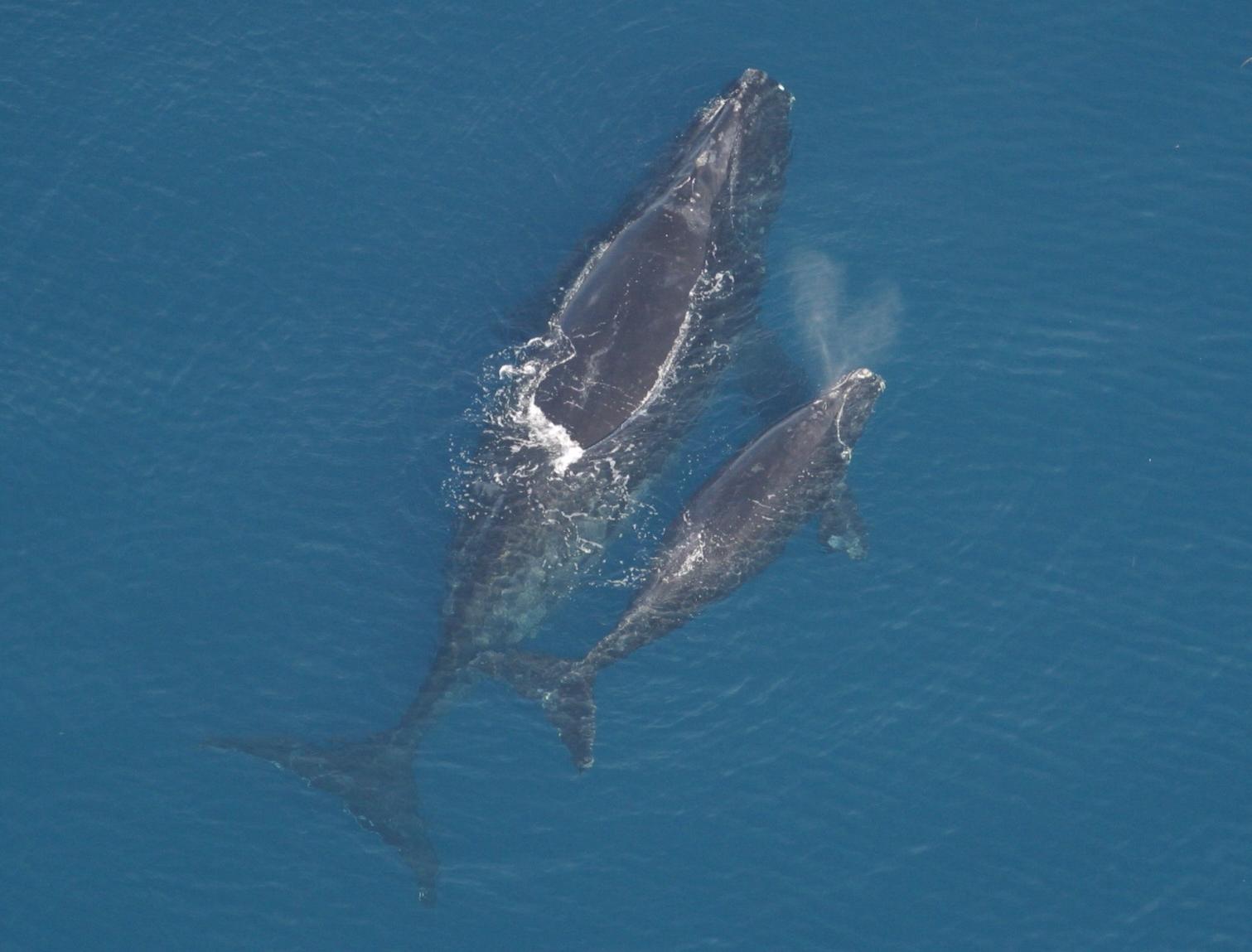 Right whale mother and calf